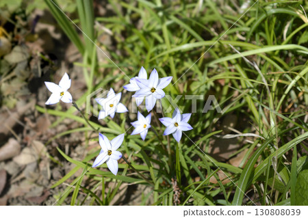 Spring starflower Wisley Blue 130808039