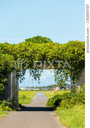 常春藤、隧道和道路的景觀 130809397
