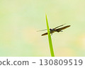 A dragonfly with rainbow-colored wings 130809519