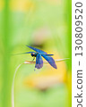 Beautiful rainbow-colored wings of a butterfly dragonfly (vertical angle) 130809520
