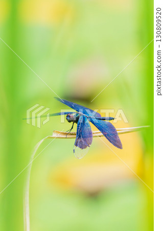 Beautiful rainbow-colored wings of a butterfly dragonfly (vertical angle) Beautiful rainbow-colored wings of a butterfly dragonfly (vertical angle) 130809520