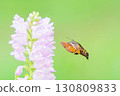 Hawk moths fly around at high speeds and suck nectar from flowers 130809833