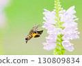Hawk moths fly around at high speeds and suck nectar from flowers 130809834