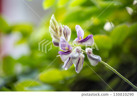 Kan Phai Mahidol flower 130810290