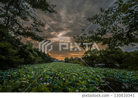 晨曦中的蓮花 130810341