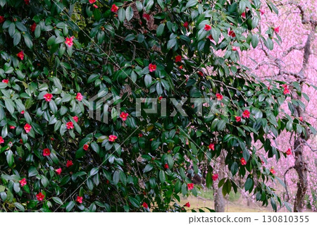 Images of weeping plum and camellia flowers in early spring 130810355