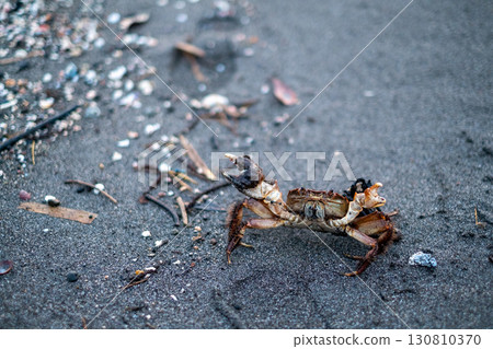 Crab walking on the beach Crab walking on the beach 130810370