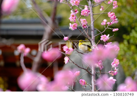 長岡京梅園的紅梅花與繡眼鳥 130810749