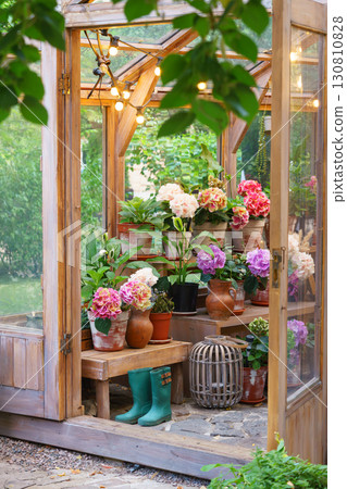 Wooden greenhouse full of blooming flowers and lush plants in bright and vibrant summer garden 130810828