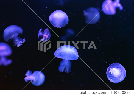 Group of Cannonball jellyfish or Stomolophus meleagris jellyfish swim in deep blue water of aquarium 130810834