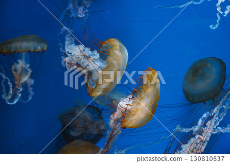 Group of Chrysaora fuscescens or Pacific sea nettle jellyfish swim in deep blue water of aquarium 130810837