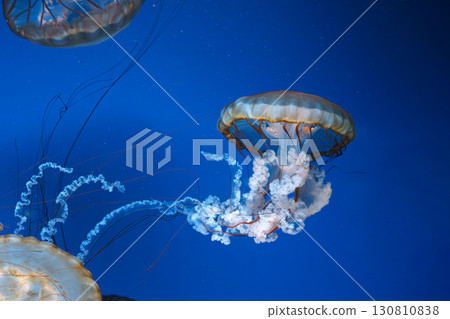 Group of Chrysaora fuscescens or Pacific sea nettle jellyfish swim in deep blue water of aquarium Group of Chrysaora fuscescens or Pacific sea nettle jellyfish swim in deep blue water of aquarium 130810838