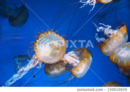 Group of Chrysaora fuscescens or Pacific sea nettle jellyfish swim in deep blue water of aquarium Group of Chrysaora fuscescens or Pacific sea nettle jellyfish swim in deep blue water of aquarium 130810839