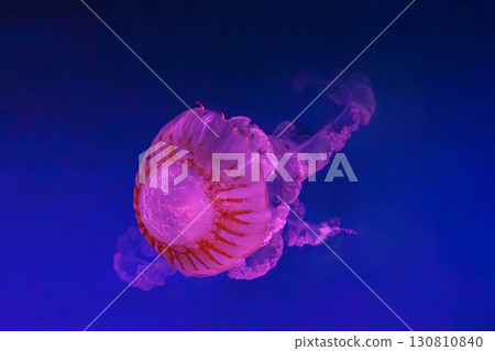 South American sea nettle or Chrysaora plocamia jellyfish swim in deep blue water of aquarium South American sea nettle or Chrysaora plocamia jellyfish swim in deep blue water of aquarium 130810840