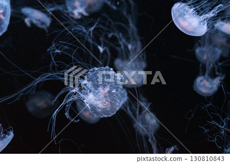 Chrysaora quinquecirrha, Atlantic or East Cost sea nettle jellyfish swim in blue water of aquarium Chrysaora quinquecirrha, Atlantic or East Cost sea nettle jellyfish swim in blue water of aquarium 130810843