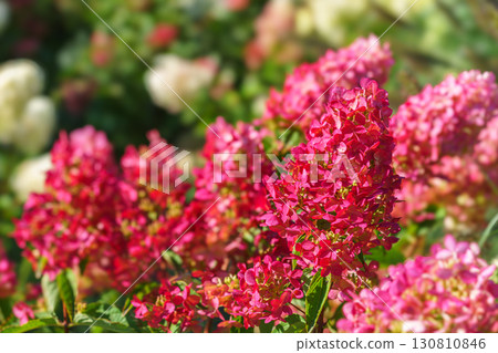 Close up of blooming pink hydrangea paniculata flowers in sunny garden with green leaves background 130810846