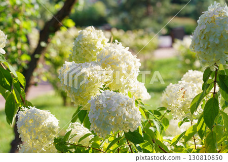 Close up of blooming white hydrangea paniculata flowers in sunny garden with green leaves background Close up of blooming white hydrangea paniculata flowers in sunny garden with green leaves background 130810850