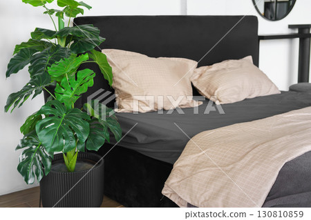 Green monstera in pot next to bed with pillows in bedroom. House plant, home decor, greenery 130810859