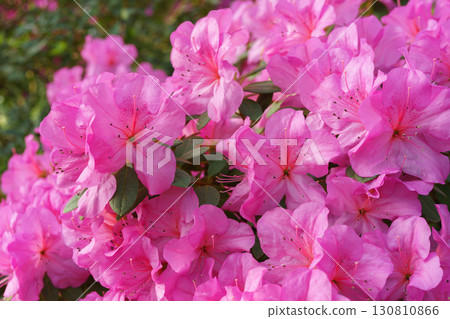 Blooming pink japan Azalea Ericaceae flowers, rhododendron flower macro, background 130810866