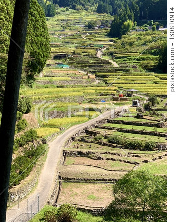 Golden rice ears hang down as the rice harvest and drying begins (Yotsuya Senmaida, Shinshiro City, Aichi Prefecture) 130810914