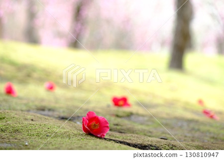 一朵落入苔蘚地裡的山茶花 130810947