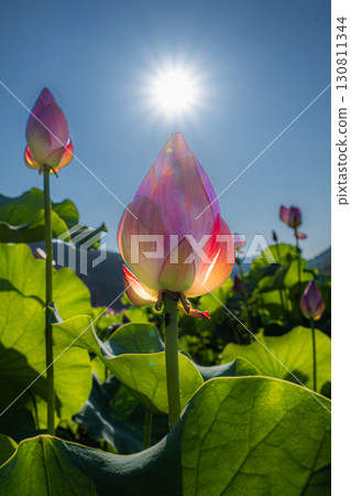 蓮花 蓮花 130811344