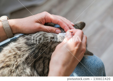 Close-up of hands applying spot-on topical treatment to tabby cat's neck, with focus on responsible pet care and preventative health 130811420