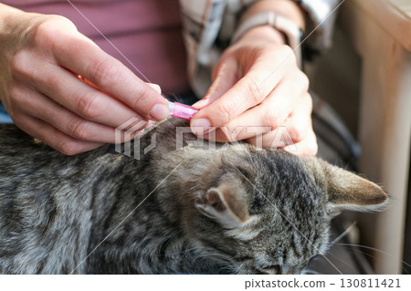 Close-up of woman's hands applying flea and tick repellent to tabby cat's neck. Pet health care at home 130811421