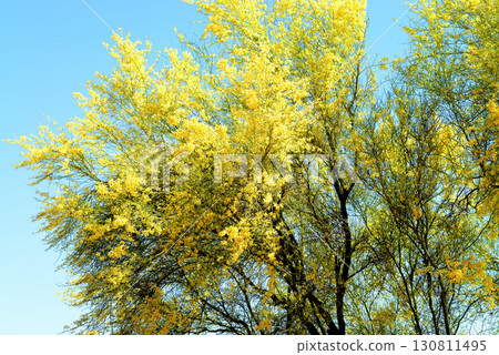 Palo Verde Tree, Sonora Desert, Spring and in bloom 130811495