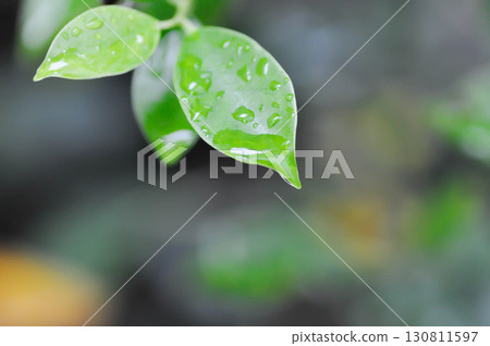 banyan tree or Ficus annulata or ficus bengalensis and rain droplet 130811597