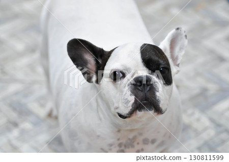 dog or french bulldog, black and white French bulldog dog or french bulldog, black and white French bulldog 130811599
