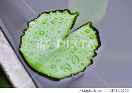 rain droplet on lotus leaf or rain drop or Nelumbo, Nelumbo nucifera Gaertn rain droplet on lotus leaf or rain drop or Nelumbo, Nelumbo nucifera Gaertn 130811603