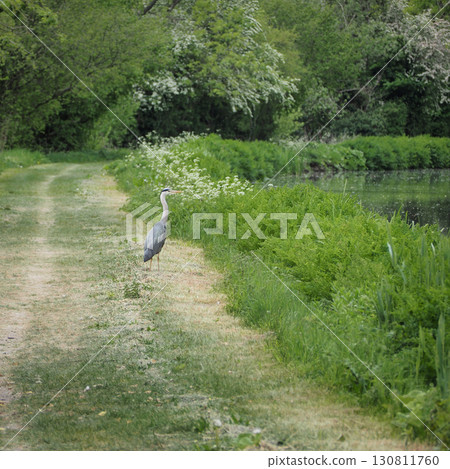 Heron on the Kennet and Avon Canal, near Stanton St Bernard, Wiltshire 130811760