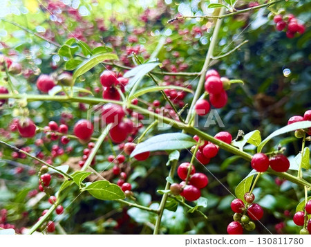 Close-up of forest honeysuckle berries and leaves. Close-up of red berries on a bush. Colorful background. Close-up of forest honeysuckle berries and leaves. Close-up of red berries on a bush. Colorful background. 130811780