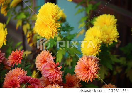 Chrysanthemums are blooming!! Chrysanthemums are blooming!! 130811784