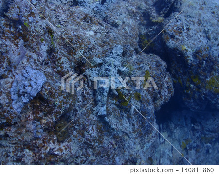 Crocodile flathead lurking on the seabed of Ishigaki Island, Okinawa Crocodile flathead lurking on the seabed of Ishigaki Island, Okinawa 130811860