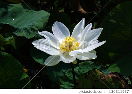 beautiful white water lily flower 130811987