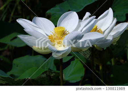 beautiful white water lily flower beautiful white water lily flower 130811989