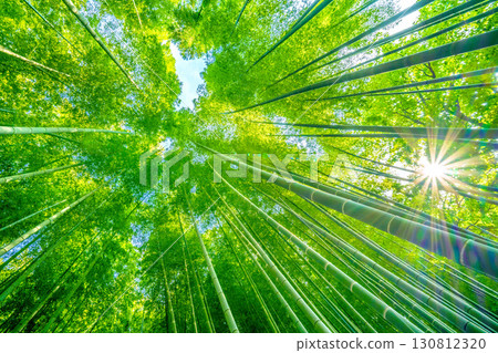 日本橫濱的城市景觀：翠綠的竹林，陽光透過樹梢。強烈的傍晚陽光…酷熱難耐…=8月6日 130812320