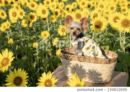 沐浴在清晨陽光下的向日葵和約克夏犬 130812699