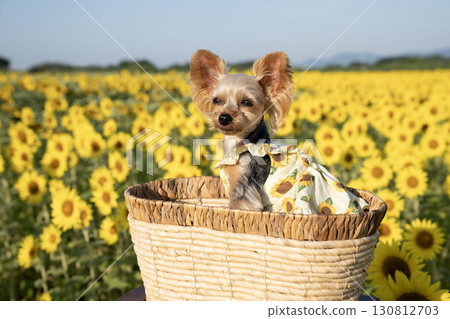 Sunflowers and Yorkshire terrier bathed in the morning sun 130812703