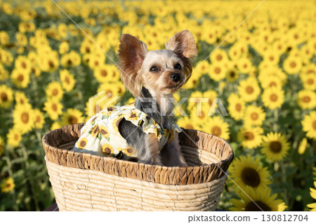 Sunflowers and Yorkshire terrier bathed in the morning sun Sunflowers and Yorkshire terrier bathed in the morning sun 130812704
