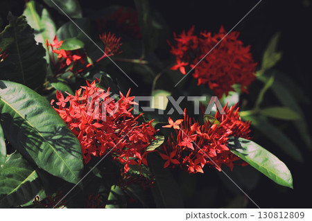 Flower of Santanka Flower of Santanka 130812809