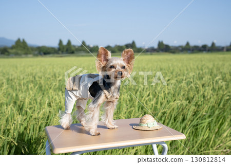 約克夏犬和成熟的米飯 130812814