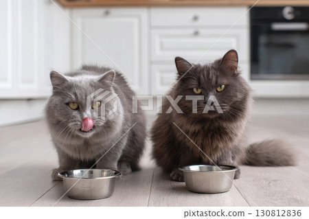 Cat Eating from Bowl. Two Cats Eat Food, Licking Tongue. Feline Feeding at Home Floor Background. British Cats Eating Meat, Meal, Looking up, Down. Front View. Pet Food Banner. Domestic Animals Food. 130812836
