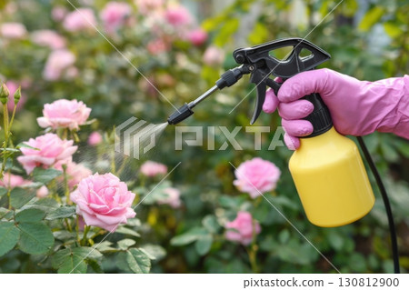 Person using yellow plastic bottle sprayer to flowers in the garden for caring and pest control. Pink roses, green leaves background. Gardening activities for floral care. Landscape maintenance 130812900
