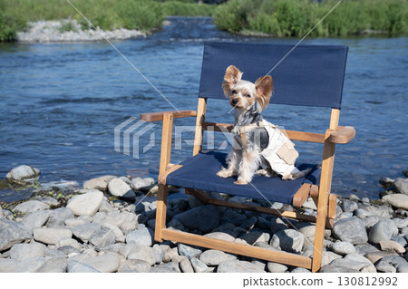 Yorkshire terrier on a chair next to the river 130812992