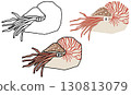 Nautilus illustration set 130813079