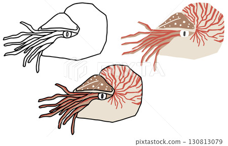 Nautilus illustration set 130813079