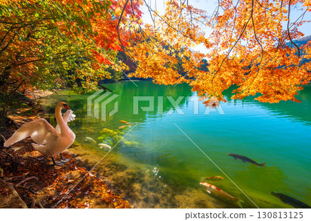 稻長湖的紅葉和天鵝【山梨縣南阿爾卑斯市】 稻長湖的紅葉和天鵝【山梨縣南阿爾卑斯市】 130813125